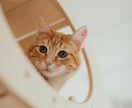 タイムウェーバーで大切なペットをヒーリングします 〜 言葉を話せないペットに優しく届けるヒーリングエナジー イメージ3