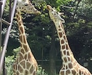 可愛い動物を見て癒やされます あなた用可愛い動物写真を提供します。 イメージ8