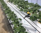 イチゴの栽培〜流通まで、質問にお答えします イチゴに関することであれば、お気軽にご質問ください。 イメージ3