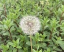 児童期の発達障害等に関する相談に心から寄り添います ASD/ADHD/特別支援学校/支援級/場面緘黙など イメージ6