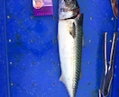 北海道の釣り楽しい話しします マグロからヤマメ迄の、釣り教えます。 イメージ10