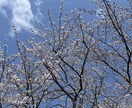 障害持ちなママのリアル語ります 障害ありのママの日常と気づきをお届けします。 イメージ1
