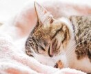 3分からでも︎︎☺︎可愛い声で温かくします 1日の終わりのおやすみなさいが少しでも温かくなりますように♡ イメージ3