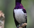写真を撮ったり、写真の加工をします シンガポールの写真‼️動物植物リクエストどうぞ！ イメージ4