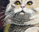 かわいい、ポップ、デフォルメ、動物イラスト描きます ペットや好きな動物をイラスト化しませんか？？ イメージ8