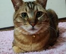 かわいいペットちゃんの気持ち伝えます ペットちゃんと飼い主様を繋げる架け橋になります イメージ1