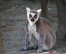 動物園・水族館の撮影代行を致します 可愛い生き物の写真をお届けします イメージ2