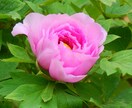 日々の悩み、愚痴を聞きます とにかく誰かに悩みを打ち明けて楽になりたい方 イメージ1