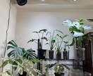 観葉植物が元気ない原因を写真から一緒に整理します 現在の管理状況を整理し、原因と改善案をお伝えします。 イメージ1