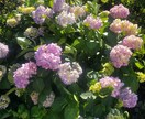 植物の声をあなたに届けます 植物たちの声を聞いてみませんか？ イメージ2