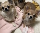 精神的な病気、うつ病でも恋愛や結婚できます 辛い努力も救われるはず！恋愛や結婚で人生が180度変わります イメージ5