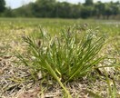 お庭の芝生の雑草を消すアドバイスをします 自宅や敷地の芝生を華麗に保つアドバイスをします。 イメージ2