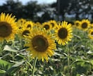 女性限定30代前半の僕がなんでもお話しお聞きします なんか誰かに話したいやとにかく愚痴を言いたい方話しましょう！ イメージ2