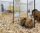 元学校教師です♪友達のような感覚で楽しく話します カタコト・初心者大歓迎！ゆっくり優しい日本語でおしゃべり イメージ3
