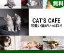 バナーやプロフィール画像を作成します PhotoshopあるいはCanvaを使い、作成します。 イメージ2