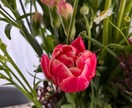 お花からのメッセージをお伝えします 気になったお花のお写真から、お花のメッセージをお伝えします イメージ10