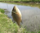 魚釣りのやり方や場所(千葉_東葛地方周辺)教えます 家族で魚釣りしてリラックスしませんか(近所の川や池) イメージ1