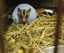 獣医師★珍しいペットの健康・お悩み相談お受けします 犬猫以外の珍しい動物の専門医に気軽にお悩み相談出来る窓口です イメージ2