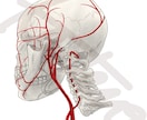 医大生が筋肉や骨、臓器のイラストを描きます 実際に解剖を経験したからこそわかる知識をフルに使います！ イメージ1