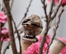 小鳥の写真提供します 自分が趣味で撮った小鳥の写真を、お安く提供します。 イメージ2