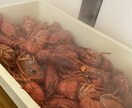 元フランス料理人です。なんでもお答え致します 料理の献立やどうすれば上手くいくのか等料理について答えます。 イメージ5