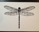 昆虫に特化したイラストを提供します 昆虫を描き続けて40年。虫のイラストなら自信あります イメージ5