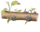 植物のイラストお描きします 〜植物大好きな私が描く植物イラスト〜 イメージ8