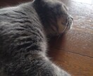 愛しの家族を撮影します 可愛いペット様の今を撮影！愛しの家族を！ イメージ1