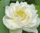 心のモヤモヤ（恋愛／親／子育て／義親等）を聞きます モヤモヤ溜め込んでませんか？爆発する前に吐き出しましょう！ イメージ7