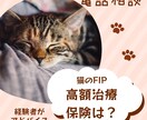 FIP闘病経験あり猫飼育アドバイザーが相談乗ります 保護猫のFIP治療費120万超。闘病のリアルと保険の悩み相談 イメージ1