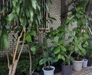 観葉植物のお困り相談＆解決策アドバイスいたします 園芸店15年勤務あなたに合った育て方をお伝え! イメージ4