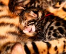 猫のスペシャリストが猫ちゃんの出産サポートします 妊娠中の猫ちゃんから出産時、育児中の猫ちゃんまで イメージ2