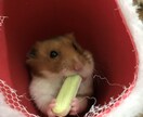ペットの悩み、購入相談をます ペットにお困りの方購入に悩む方 イメージ3