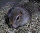 小動物（チンチラ・シマリス等）の飼育相談を受けます 「調べても不安が消えない」小動物飼育の悩みを一緒に整理します イメージ1