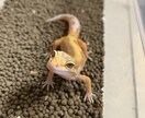 爬虫類の飼育に関してのご相談をお受け致します 動物の飼育に関する相談、アドバイス等受け付けます イメージ2