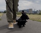 愛犬のしつけ、問題行動、お悩み相談を承ります 「飼い主様」が愛犬を変える方法を教えます！ イメージ2