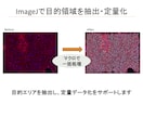 ImageJで画像解析コード作成します 細胞数・サイズ・輝度を定量化します イメージ2