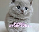 あなたのペットさんに運命の名前を提案します 音・波動・ご縁から導く名づけを イメージ4
