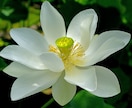 才能を開花させるエネルギーを送ります ✨やりたいことが見つからない方へ✨日本の神様ヒーリング イメージ1