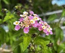 その人に合った最善のエネルギー調整を行います クリスタルヒーリングを使ってあなたの才能・魅力を開花します イメージ4