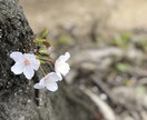 迷い、悩み聞かせて下さい。何かヒントが見つかります 自分では答えが見つからない！そんな時お電話お待ちしています イメージ1