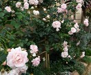 園芸初心者の方に開花するまで丁寧にお教えします 人気のCCR(バラ クレマチス クリスマスローズ)も是非！ イメージ9