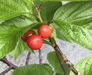 癒しのヒーリングをさせていただきます こたらは正規版です、ほかにお試し版があります。 イメージ3