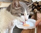犬猫の悩みごと、何でも相談にのります 保護犬猫ボランティア歴6年。気軽にご相談ください！ イメージ6