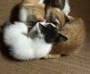 猫ちゃんの可愛い写真を送ります。ます 猫ちゃんだけじゃなくて牛さんの写真や季節の写真を送ります。 イメージ6
