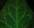 葉っぱの写真を販売いたします オフィスやお家の装飾として葉っぱの写真はいかがでしょうか！ イメージ10