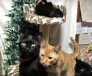 ペットちゃんからのメッセージをあなたにお伝えします ★アニマルコミュニケーションセラピー★ イメージ3