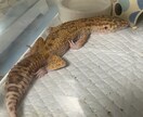 爬虫類愛、語りたい方。ひたすら聞きます 可愛がっているうちの子自慢でも大歓迎です。 イメージ1