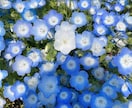 いつでもあなたの心に寄り添います 私と話せば幸せな気持ちになれるよ。一緒に時間過ごそ。 イメージ1