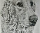 鉛筆画でペットのリアル似顔絵を手描きで作成致します 犬・猫を鉛筆で細部まで丁寧に描きます！ イメージ2